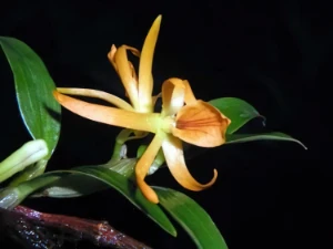 Bild von Dendrobium seidenfadenii 8